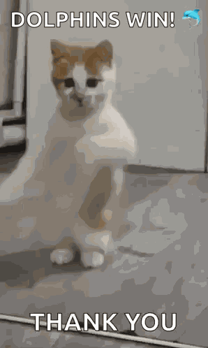 Dancing Cat Dance GIF