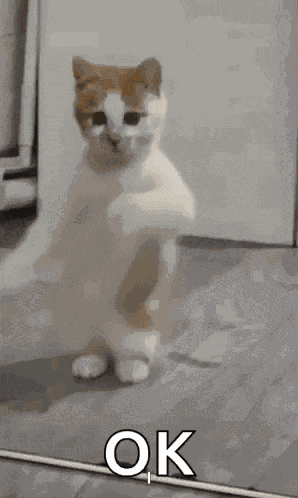 Dancing Cat Dance GIF