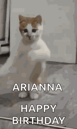 Dancing Cat Dance GIF