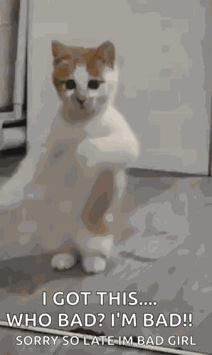 Dancing Cat Dance GIF