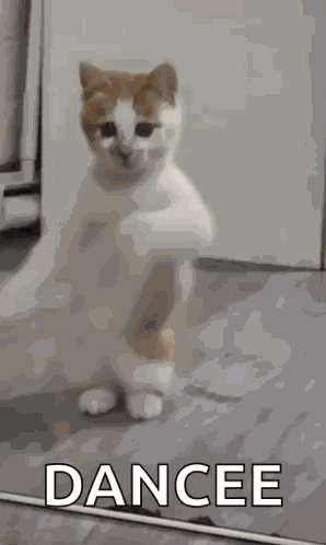 Dancing Cat Dance GIF