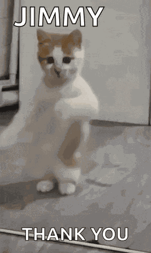 Dancing Cat Dance GIF