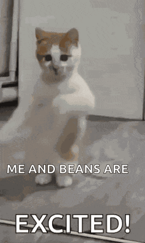 Dancing Cat Dance GIF