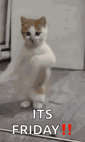 Dancing Cat Dance GIF