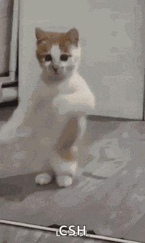 Dancing Cat Dance GIF
