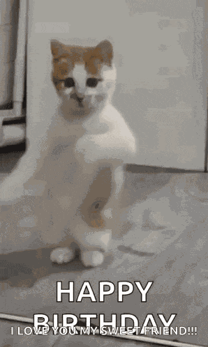 Dancing Cat Dance GIF