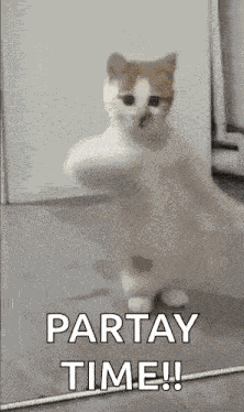 Dancing Cat Kitten GIF