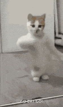 Dancing Cat Kitten GIF
