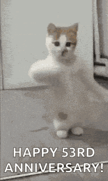 Dancing Cat Kitten GIF