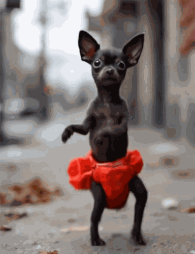 Dancing Dog Chihuahua GIF