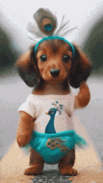 Dancing Dog Dance GIF