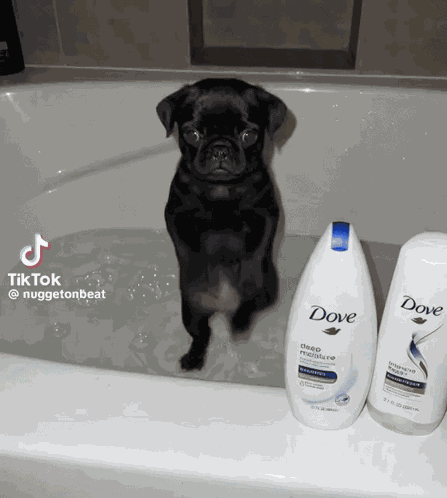 Dancing Dog Dance GIF