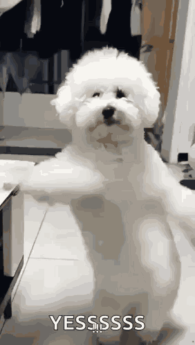 Dancing Dog GIF