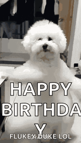 Dancing Dog GIF