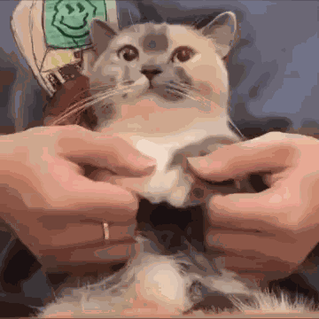 Dancing Goofy Cat GIF
