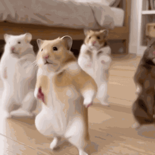 Dancing Hamster Dancing Animals GIF