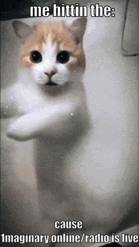 Dancing Kitty Dance GIF