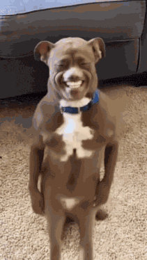 Dancing GIF
