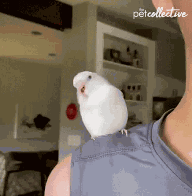 Dancing The Pet Collective GIF