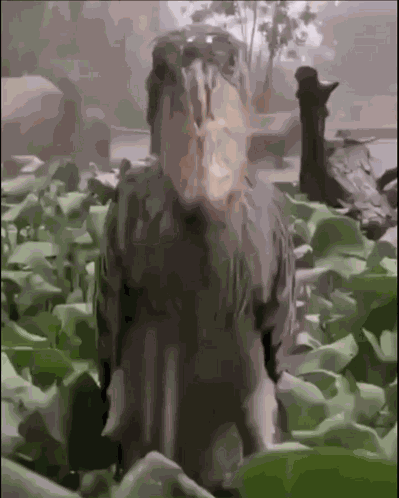 Death Stare Muhis GIF