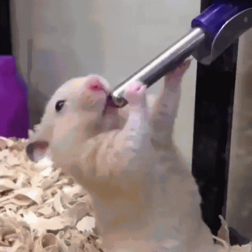 Deepthroat Hamster GIF