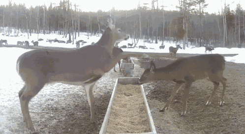 Deer Bonk Deer GIF