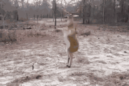 Deer Dance GIF