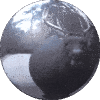 Deer Deer In Headlights Sticker