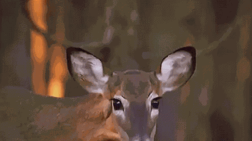 Deer GIF
