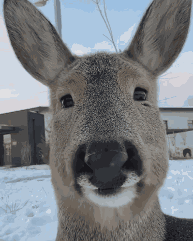 Deer Oh Deer GIF