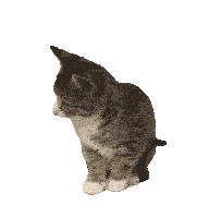 Degraafschapdierenartsen De Graafschap Dierenartsen Sticker