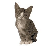 Degraafschapdierenartsen De Graafschap Dierenartsen Sticker