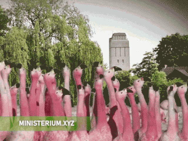 Delmenhorst Flamingos GIF