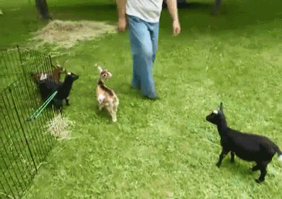 Dhb GIF