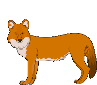 Dhole Red Dog Sticker