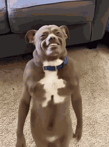 Diddy Dog GIF