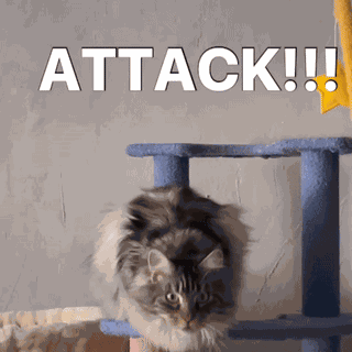 Diekatzlei Die Katzlei GIF