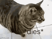 Dies Cat GIF