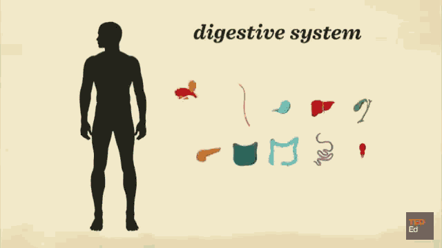 Digestive System Parts GIF