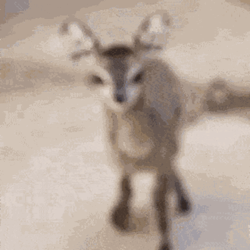 Dik-dik Animal GIF