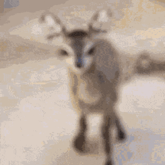 Dikdik Kirk GIF