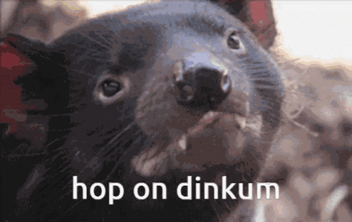 Dinkum Hop On Dinkum GIF