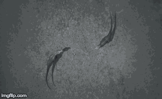 Dinosaur Revolution T Rex Fight GIF