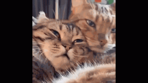Discord Pp Cat GIF