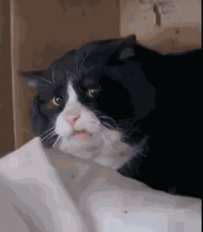 Disgusted Cat Concerned Cat GIF