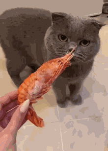 Disgusted Disgusting Meme GIF