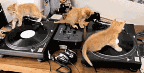 Dj Cats GIF