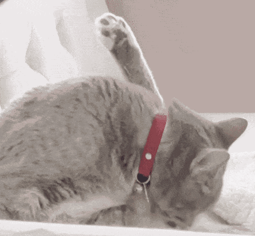 Dmi Dank Meme Isle GIF