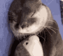 Dodo Loutre GIF