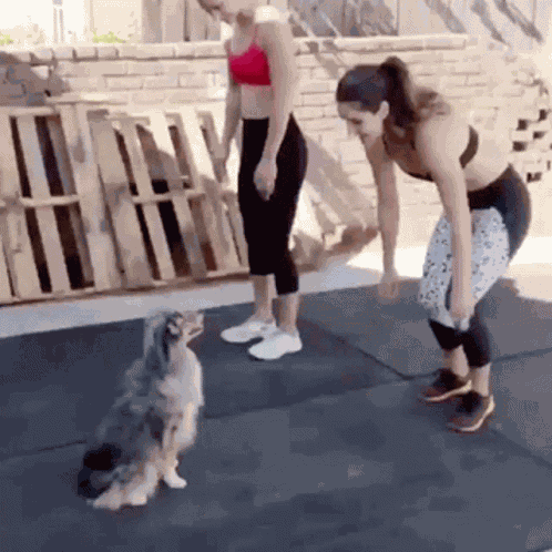 Dog Aww GIF